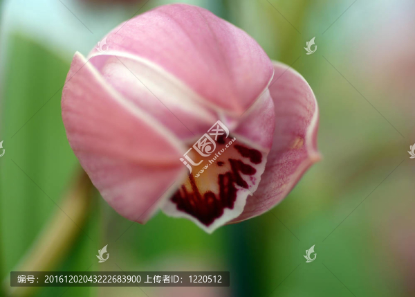 白色的粉紅色的大花蕙蘭花芽