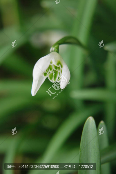 第一個(gè)春天的花朵