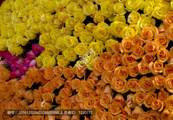 黃橙玫瑰花簇
