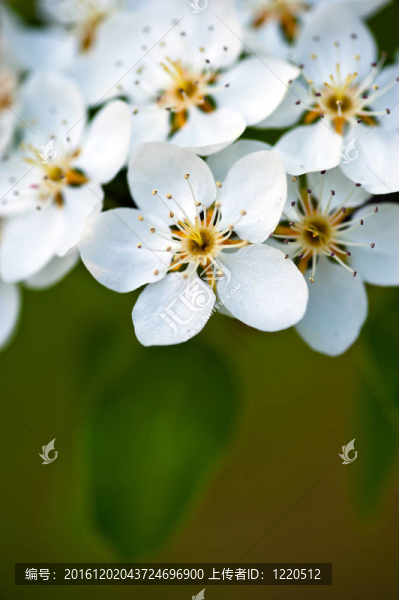 蘋果樹花；綠葉背景上的白花