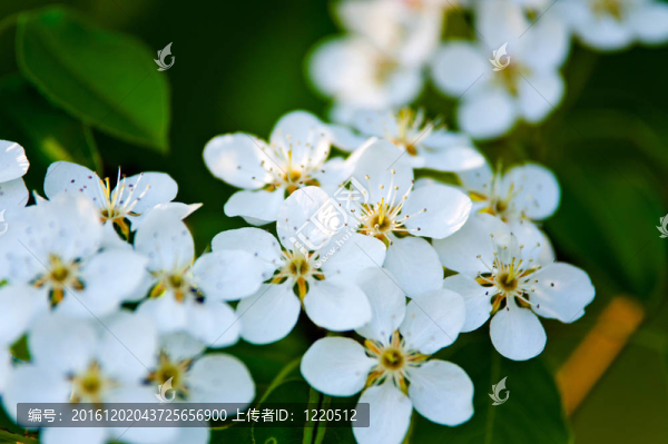 蘋果樹花；綠葉背景上的白花