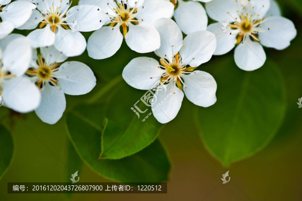 蘋果樹花；綠葉背景上的白花