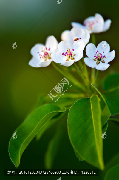 蘋果樹花；綠葉背景上的白花