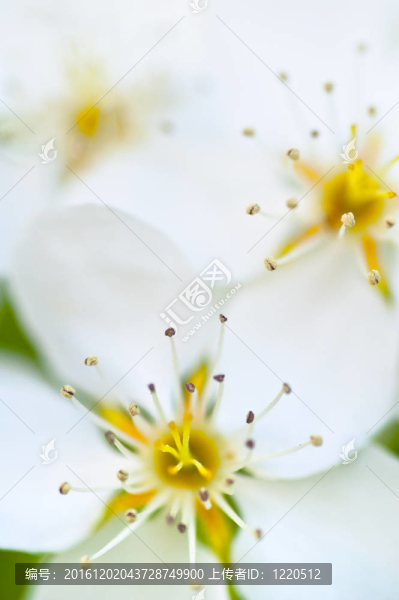 蘋果花；白花近花鏡頭；抽象自然背景