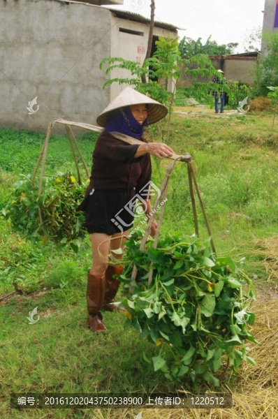 Kinh民族的祖母