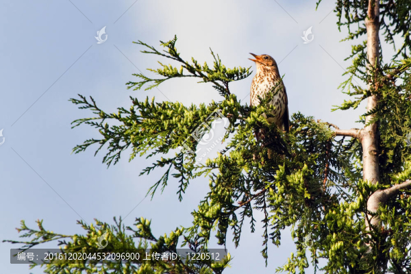 歌鶇或Turdus,philomelos