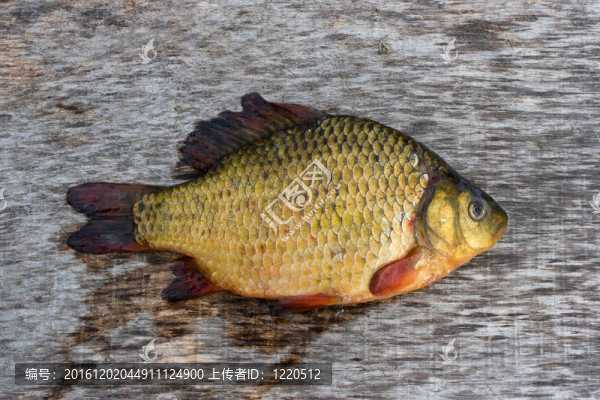 淡水魚