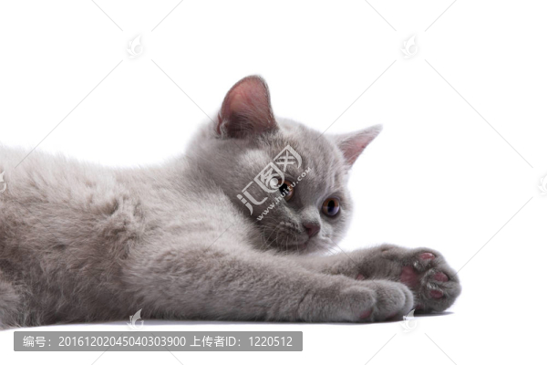 英國的小貓