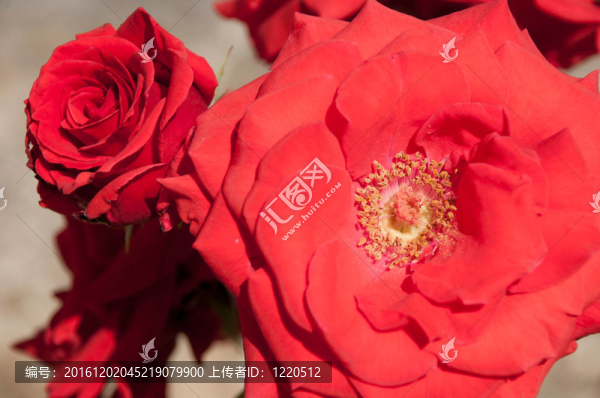 三文魚玫瑰