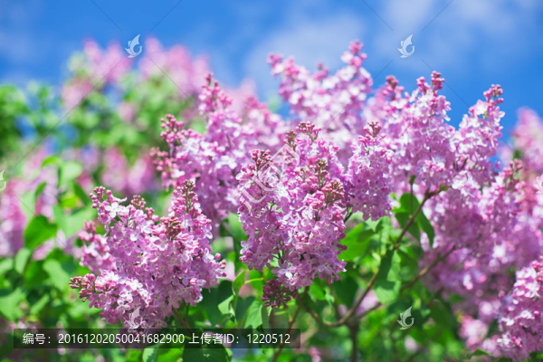 一束紫丁香花在陽(yáng)光明媚的春日