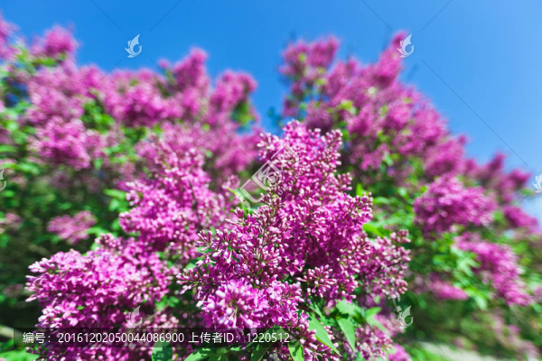 一束紫丁香花在陽光明媚的春日