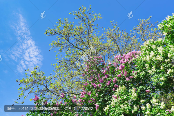 陽光明媚的春日，丁香花