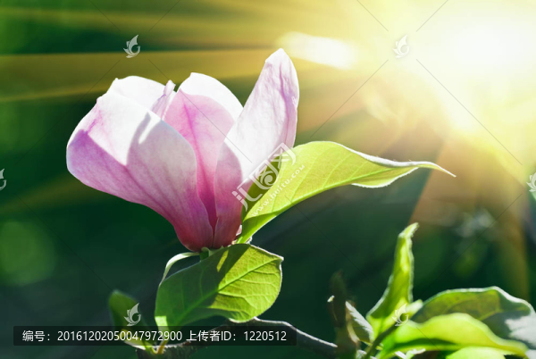 粉紅色的花木蘭花在陽光明媚的春天里