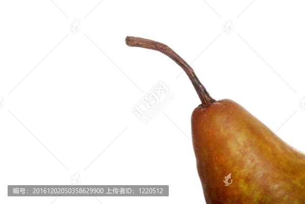 梨莖巨巨