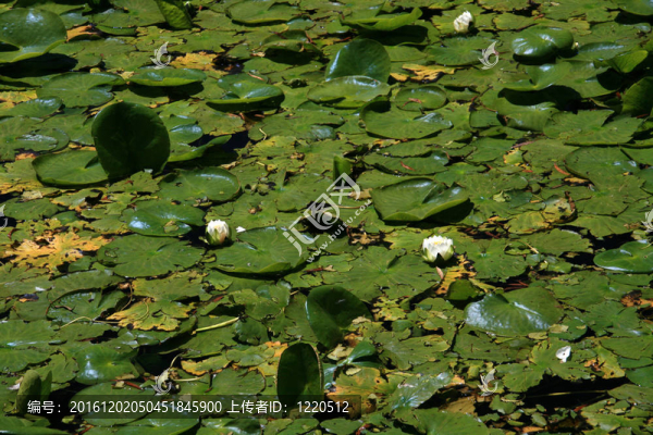 筆架山公園；Victoria；公元前；加拿大