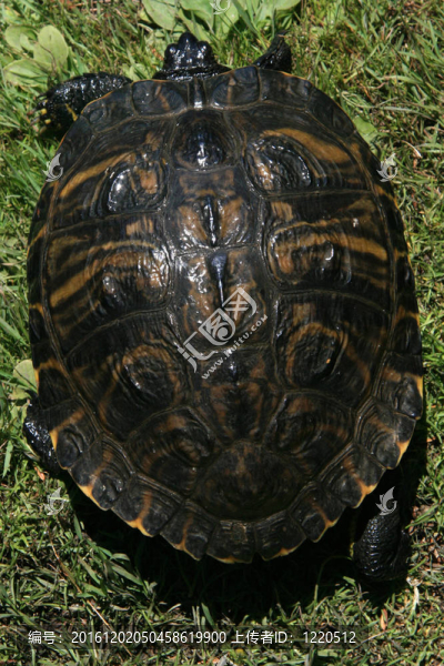 鱉-筆架山公園；Victoria加拿大；公元前；