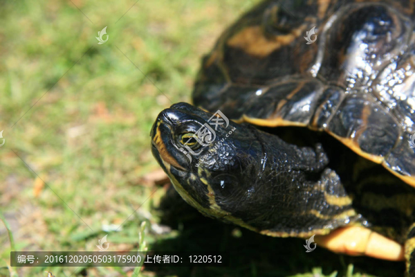 鱉-筆架山公園；Victoria加拿大；公元前；