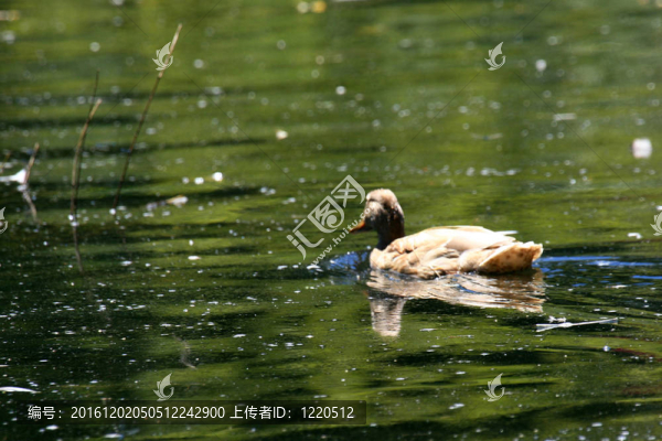 鴨-筆架山公園；Victoria；卑詩(shī)??；加拿大