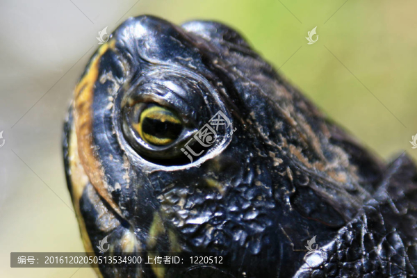 鱉-筆架山公園；Victoria加拿大；公元前；