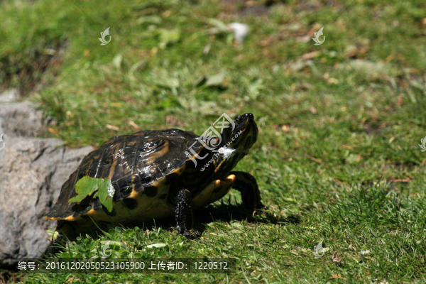 鱉-筆架山公園；Victoria加拿大；公元前；