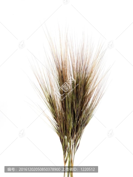 草