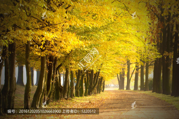 公園里的路