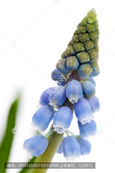 葡萄風(fēng)信子花