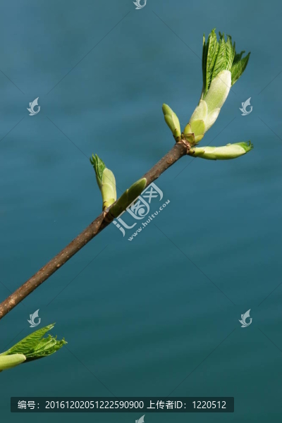 萌芽