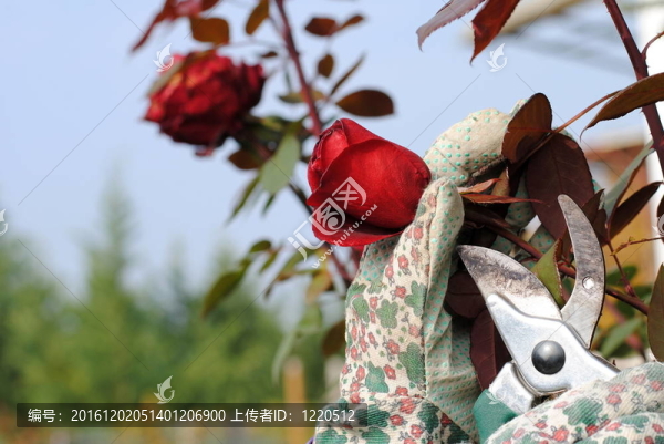 花園手套的手修剪玫瑰