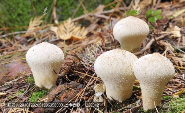 Lycoperdon,perlatum。