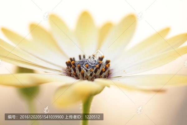 黃色和白色的花