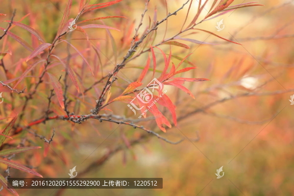 秋天