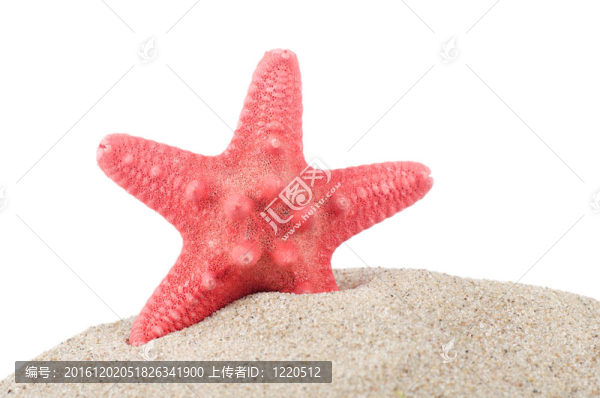 白色海星分離