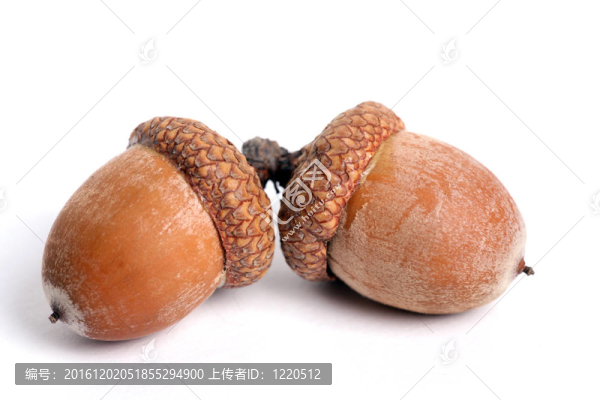 橡子分離