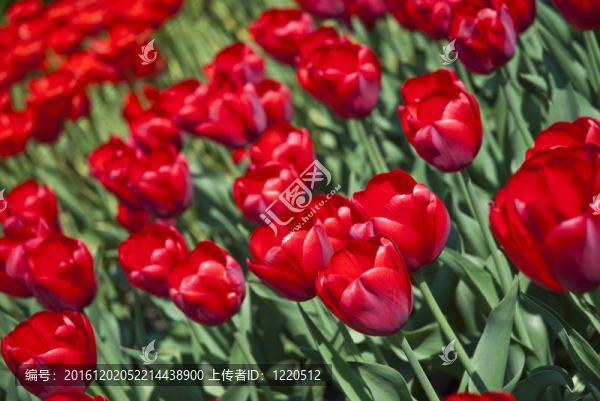 美麗的花紅郁金香在公園里