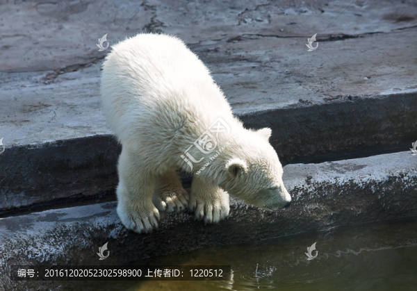 小北極熊