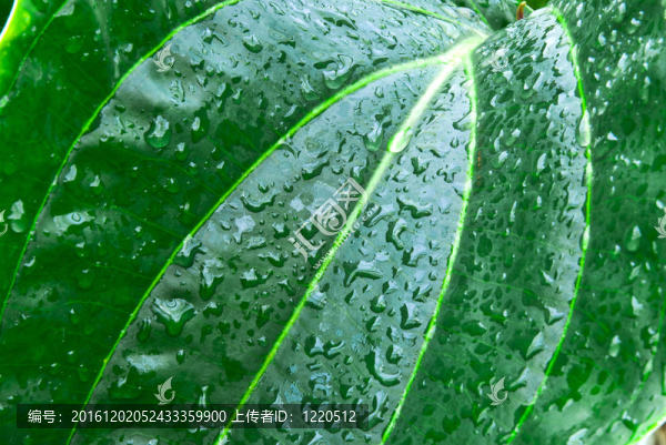 熱帶綠葉-抽象背景