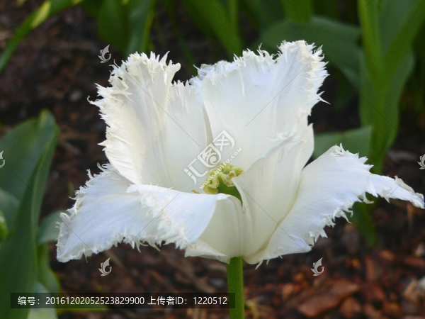 關(guān)閉美麗的單一白色郁金香公園