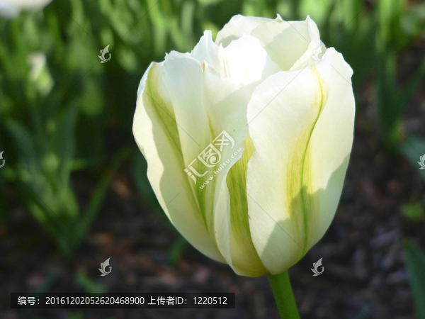 關(guān)閉美麗的單一白色郁金香公園
