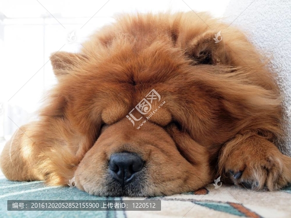 松獅犬