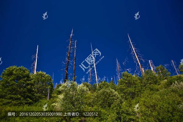 優(yōu)勝美地國家公園森林火災(zāi)與黑樹皮的樹木
