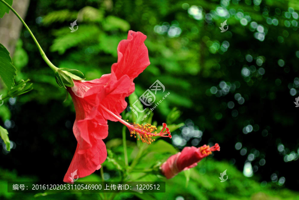 木槿