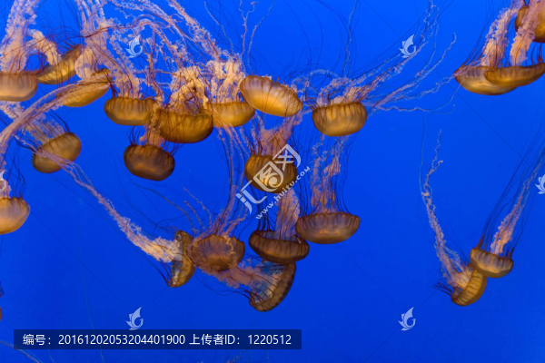 美麗的水母在水族館里