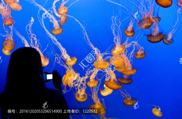 美麗的果凍魚(yú)