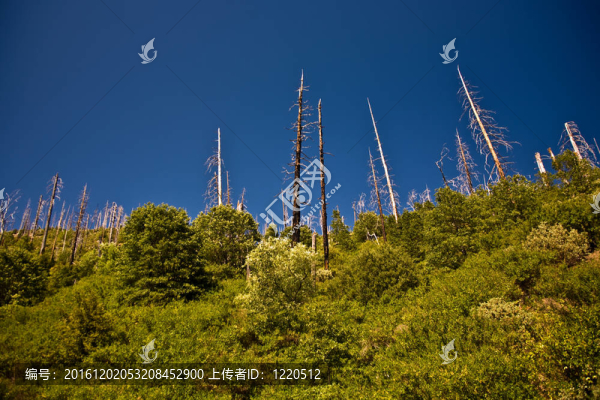 優(yōu)勝美地國家公園森林火災(zāi)與黑樹皮的樹木