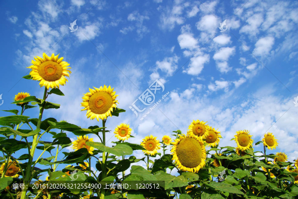 向日葵花田