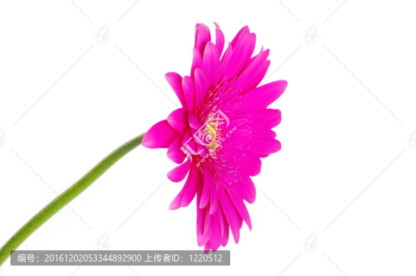 太陽花