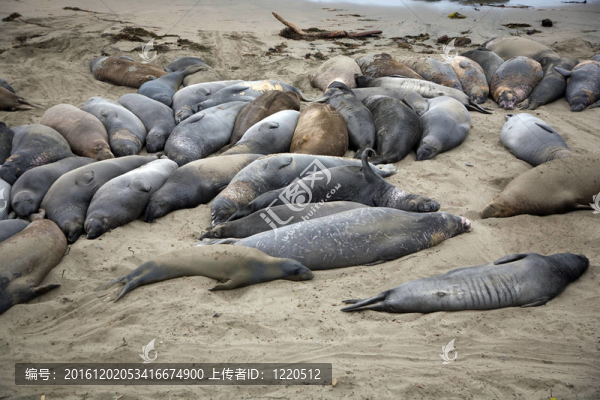 海灘上的雄性獅子