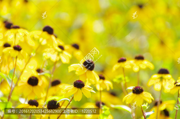 黃色的花