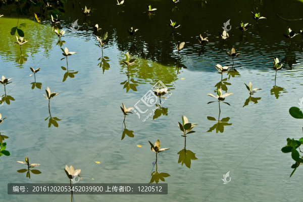 紅樹林
